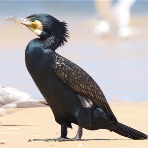 Phalacrocorax carbo (Great Cormorant) at Tuross Head, NSW - 21 Feb 2025 by jb2602