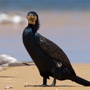 Phalacrocorax carbo at Tuross Head, NSW - 21 Feb 2025 01:01 PM