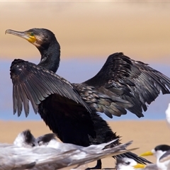 Phalacrocorax carbo at Tuross Head, NSW - 21 Feb 2025 01:01 PM