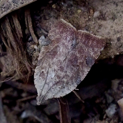 Meritastis ursina (A Tortricid moth) at Cotter River, ACT - 23 Nov 2024 by KorinneM