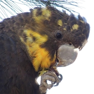 Calyptorhynchus lathami lathami at Bundanoon, NSW - suppressed