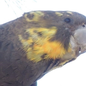 Calyptorhynchus lathami lathami at Bundanoon, NSW - suppressed