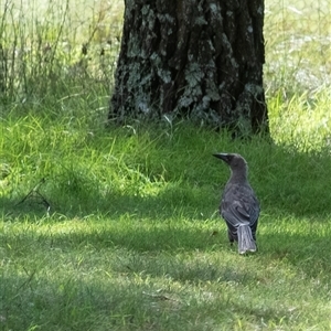 Strepera versicolor at Penrose, NSW - suppressed