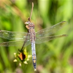 Orthetrum caledonicum (Blue Skimmer) at Penrose, NSW - 1 Mar 2025 by Aussiegall