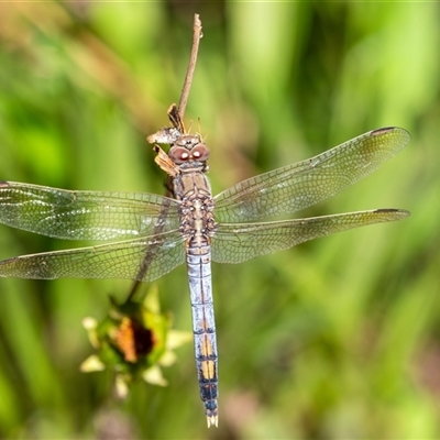 Orthetrum caledonicum (Blue Skimmer) at Penrose, NSW - 1 Mar 2025 by Aussiegall