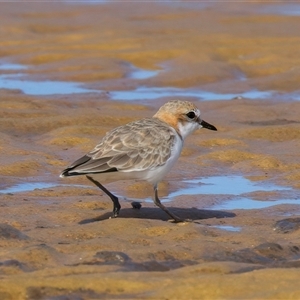 Anarhynchus ruficapillus (Red-capped Plover) at Potato Point, NSW - 21 Feb 2025 by jb2602