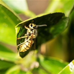 Vespula germanica (European wasp) at Higgins, ACT - 24 Feb 2025 by AlisonMilton