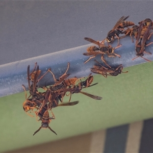 Polistes (Polistella) humilis (Common Paper Wasp) at Higgins, ACT - 24 Feb 2025 by AlisonMilton