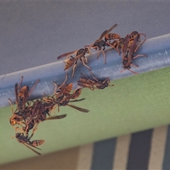 Polistes (Polistella) humilis at Higgins, ACT - 24 Feb 2025 03:13 PM