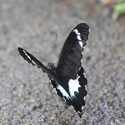 Papilio aegeus (Orchard Swallowtail, Large Citrus Butterfly) at Higgins, ACT - 24 Feb 2025 by AlisonMilton