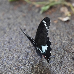 Papilio aegeus at Higgins, ACT - 24 Feb 2025 03:11 PM