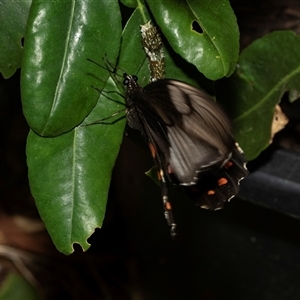 Papilio aegeus at Higgins, ACT - 24 Feb 2025 03:11 PM