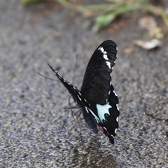 Papilio aegeus at Higgins, ACT - 24 Feb 2025 03:11 PM