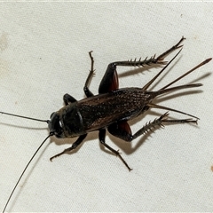 Teleogryllus commodus (Black Field Cricket) at Higgins, ACT - 27 Feb 2025 by AlisonMilton