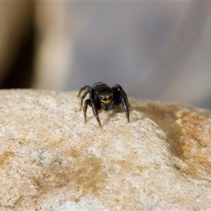 Euophryinae sp.(Undescribed) (subfamily) at Cotter River, ACT - 23 Nov 2024 by KorinneM