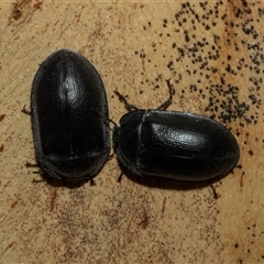 Pterohelaeus striatopunctatus (Darkling beetle) at Higgins, ACT - 27 Feb 2025 by AlisonMilton