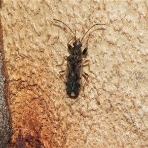 Remaudiereana inornata (A seed bug) at Higgins, ACT - 27 Feb 2025 by AlisonMilton