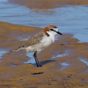 Anarhynchus ruficapillus (Red-capped Plover) at Potato Point, NSW - 21 Feb 2025 by jb2602