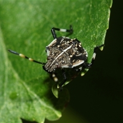 Oncocoris geniculatus (A shield bug) at Higgins, ACT - 1 Mar 2025 by AlisonMilton