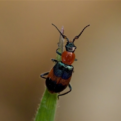 Dicranolaius bellulus (Red and Blue Pollen Beetle) at Cotter River, ACT - 23 Nov 2024 by KorinneM