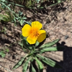 Eschscholzia californica (California Poppy) at Uriarra Village, ACT - 1 Mar 2025 by clarehoneydove