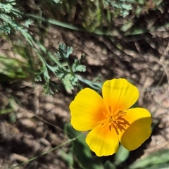 Eschscholzia californica at Uriarra Village, ACT - 1 Mar 2025 02:02 PM