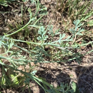 Eschscholzia californica at Uriarra Village, ACT - 1 Mar 2025 02:02 PM