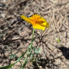 Eschscholzia californica at Uriarra Village, ACT - 1 Mar 2025 02:02 PM