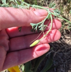 Eschscholzia californica at Uriarra Village, ACT - 1 Mar 2025 02:02 PM