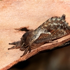 Elhamma australasiae (A Swift or Ghost moth (Hepialidae)) at Higgins, ACT - 27 Feb 2025 by AlisonMilton