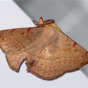Anthela acuta at Penrose, NSW - suppressed