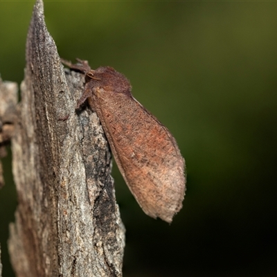 Elhamma australasiae (A Swift or Ghost moth (Hepialidae)) at Higgins, ACT - 28 Feb 2025 by AlisonMilton