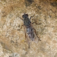 Anabarhynchus sp. (genus) (Stiletto Fly (Sub-family Therevinae)) at Cotter River, ACT - 23 Nov 2024 by KorinneM