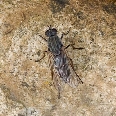 Anabarhynchus sp. (genus) (Stiletto Fly (Sub-family Therevinae)) at Cotter River, ACT - 23 Nov 2024 by KorinneM