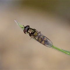 Melangyna viridiceps at Cotter River, ACT - 23 Nov 2024 by KorinneM