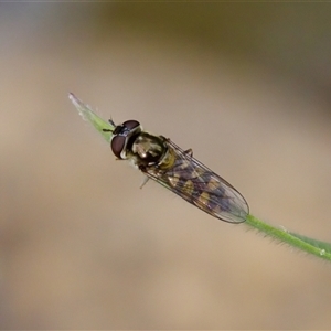 Melangyna viridiceps at Cotter River, ACT - 23 Nov 2024 by KorinneM