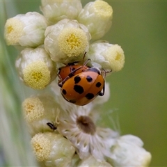 Hippodamia variegata (Spotted Amber Ladybird) at Cotter River, ACT - 23 Nov 2024 by KorinneM