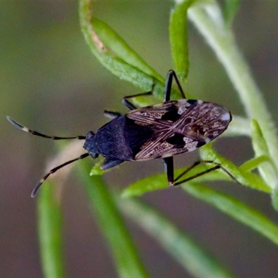 Euander lacertosus (Strawberry bug) at Cotter River, ACT - 23 Nov 2024 by KorinneM