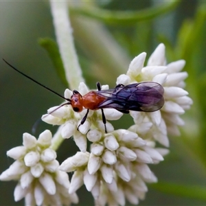 Braconidae (family) (Unidentified braconid wasp) at Cotter River, ACT - 23 Nov 2024 by KorinneM