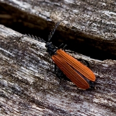 Unidentified Other beetle at Cotter River, ACT - 23 Nov 2024 by KorinneM