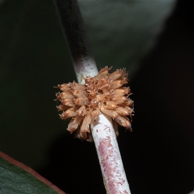 Paropsis atomaria (Eucalyptus leaf beetle) at Higgins, ACT - 28 Feb 2025 by AlisonMilton