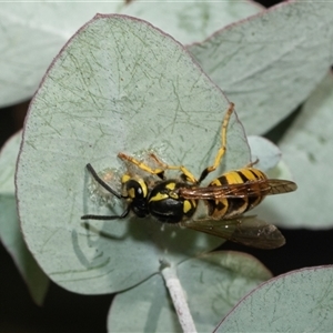 Vespula germanica (European wasp) at Higgins, ACT - 28 Feb 2025 by AlisonMilton