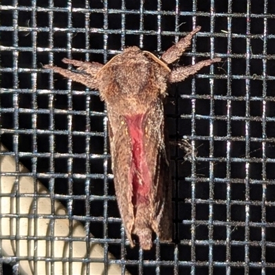 Elhamma australasiae (A Swift or Ghost moth (Hepialidae)) at Kambah, ACT - 1 Mar 2025 by HelenCross