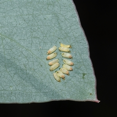 Paropsisterna m-fuscum (Eucalyptus Leaf Beetle) at Higgins, ACT - 28 Feb 2025 by AlisonMilton