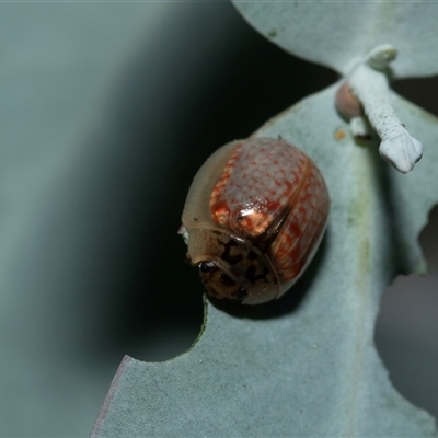 Paropsisterna m-fuscum (Eucalyptus Leaf Beetle) at Higgins, ACT - 28 Feb 2025 by AlisonMilton