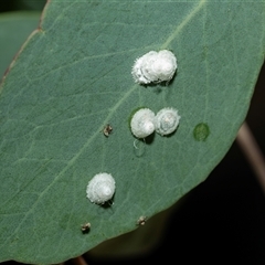 Glycaspis sp. (genus) (Unidentified sugary lerp) at Higgins, ACT - 28 Feb 2025 by AlisonMilton