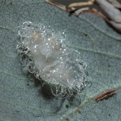 Glycaspis sp. (genus) at Higgins, ACT - 28 Feb 2025 by AlisonMilton