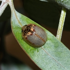 Paropsisterna m-fuscum (Eucalyptus Leaf Beetle) at Higgins, ACT - 28 Feb 2025 by AlisonMilton