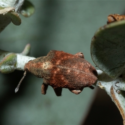 Gonipterus scutellatus (Eucalyptus snout beetle, gum tree weevil) at Higgins, ACT - 28 Feb 2025 by AlisonMilton