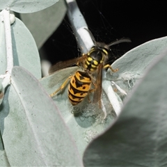 Vespula germanica (European wasp) at Higgins, ACT - 28 Feb 2025 by AlisonMilton